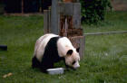 GiantPanda.JPG