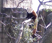 RedPanda.jpg