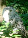 owl.jpg