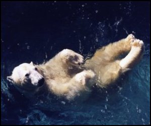 polar-bear.jpg