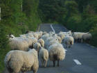 sheep.jpg
